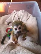 Can You Have a Spider Monkey as a Pet?