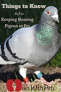 Can You Keep Pigeons as Pets?