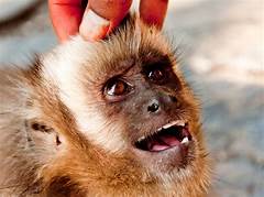 Are Capuchin Monkeys Good Pets?