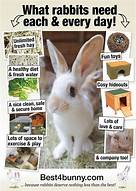 Are Bunnies Good Pets? A Guide to Caring for a Rabbit