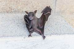 Do Bats Make Good Pets?