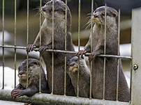 Are Otters Good Pets? The Truth About Keeping Otters as Pets