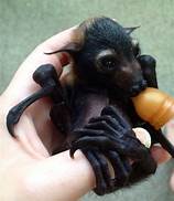 Can I Have a Bat as a Pet?