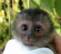 How Much is a Monkey as a Pet?