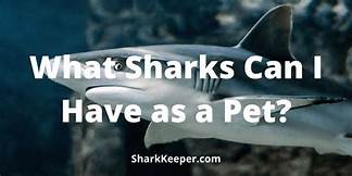 Can You Have a Pet Shark?