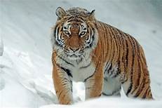 Can You Have a Tiger As a Pet?