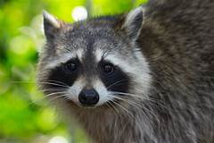 How Long Do Pet Raccoons Live?