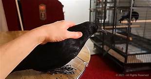 Can You Have a Crow as a Pet?