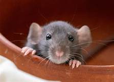 How Long Do Rats Live as Pets? - Unraveling the Lifespan of Fancy Rats