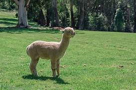 Do Alpacas Make Good Pets?