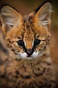 Are Servals Good Pets?