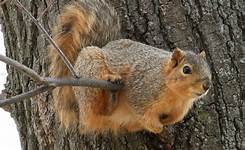 Can You Have a Squirrel as a Pet?