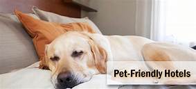 Are Hotels Pet Friendly?