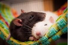 How Long Does a Pet Rat Live?