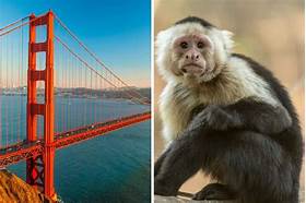 Can You Have a Pet Monkey in California?