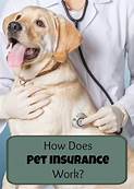 How Does Pet Insurance Work?