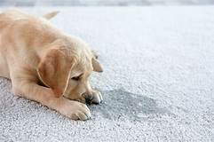 How to Clean Pet Urine from Carpet