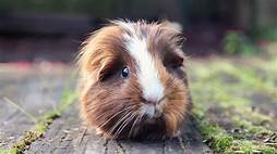 How Long Do Guinea Pigs Live as Pets?