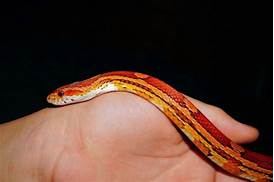 Are corn snakes a good pet?