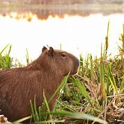 Can You Keep Capybaras as Pets?