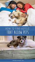 Are Pets Allowed in Hotels?