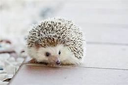 Are Hedgehogs Good Pets for Kids?