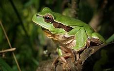 What Do Frogs Eat as a Pet?