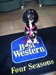 Are Best Westerns Pet Friendly?