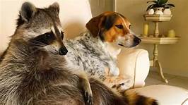 Can You Get a Raccoon as a Pet?