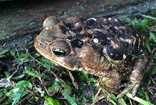 How to Keep a Toad as a Pet