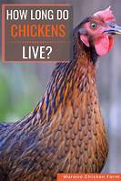 How Long Do Pet Chickens Live?