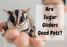 Do Sugar Gliders Make Good Pets?