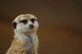 Can You Have a Meerkat as a Pet?