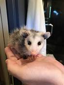 Can Possums Be Pets?