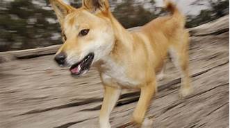 Can a Dingo Be a Pet?