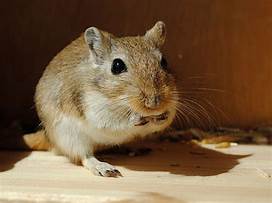 Are Gerbils Good Pets?