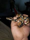 Are Pythons Good Pets?