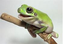 Are Frogs Good Pets?