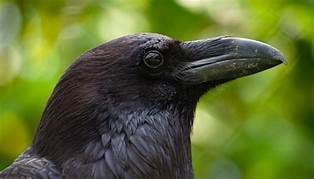 Can I Have a Raven as a Pet?