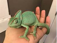 Can You Have a Chameleon as a Pet?