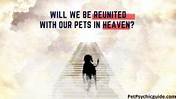 Will We Be Reunited with Our Pets in Heaven?