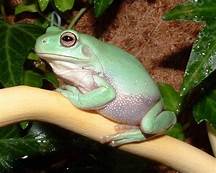 Can You Keep a Frog as a Pet?