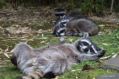 How Long Do Raccoons Live as Pets?