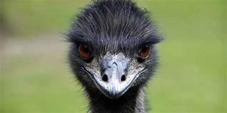 Are Emus Good Pets?