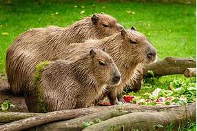 Can Capybaras be Pets?