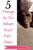 What to Do if Pet Dies at Home