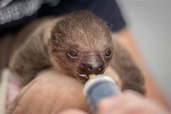 Do Sloths Make Good Pets?