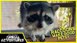 Do Racoons Make Good Pets?