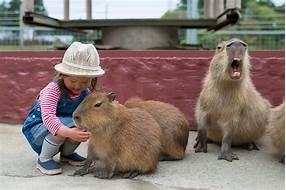 Can You Have Capybaras as Pets?