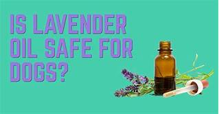 Is Lavender Safe for Pets?